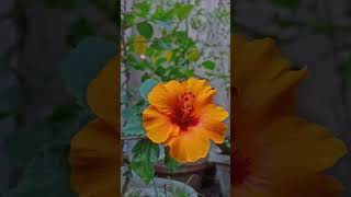 Good morning friends hibiscus orange plants shorts viralvideo [upl. by Anala]