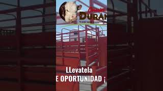 VENTA COMO NUEVA EN corralesduran ganado ganaderos [upl. by Dwaine986]