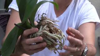 How To Replant Orchids [upl. by Solram83]