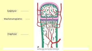 Formen der Knochenbildung [upl. by Atsirc942]