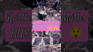 Rattlesnakes Myths BUSTED 🐍 😲 snakes rattlesnakes education [upl. by Suciram530]