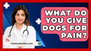 What Do You Give Dogs For Pain  PetGuide360com [upl. by Treblah]