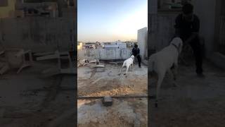 Qurban short cow cattle animal love cattlemandi bull qurbani2k24 qurbanistatus viral [upl. by Carol-Jean]