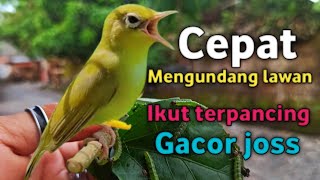 KECIAL KUNING CIAK CIAK JOSS GACOR GESIT PENUH EMOSI  CEPAT MENGUNDANG KECIAL IKUT BUNYI GACOR JOSS [upl. by Anasiul857]