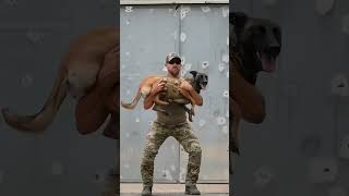 k9 dog trending dogsoftiktok malinois tacticalshooter [upl. by Htilil]