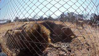 Lion Feeding  Antelope Park Zimbabwe [upl. by Venable]