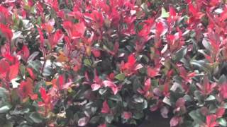 Photinia Little Red Robin [upl. by Rabbi882]