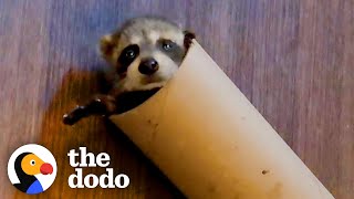 Baby Raccoon Is SO Awkward — And So Cute  The Dodo Little But Fierce [upl. by Stegman]