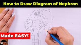 How to Draw Nephron Diagram Easily [upl. by Laehpar]