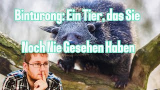 Binturong Seine Erstaunlichen Fähigkeiten und Geheimnisse [upl. by Narmak]