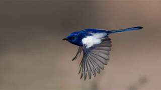 Wildlife amp Bird Photography with nature photographer Michael Jury [upl. by Nored]