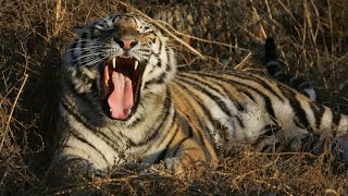 Kazakhstan reintroduces tigers to the country [upl. by Anifled]