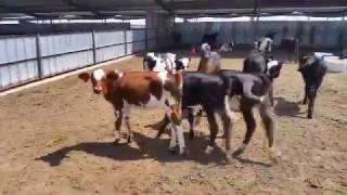 Fullmer Cattle features Jersey Cross Heifers and Bulls customraised calves in this video from KS [upl. by Kassey691]