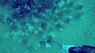 Pensacola Lionfish HuntingAgain [upl. by Ahsakal]