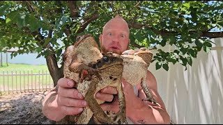 Giant Toxic Cane Toads Pets or Pests [upl. by Healion]