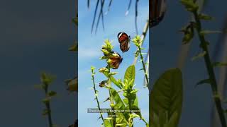 The Epic Migration of the Monarch Butterfly A 60Second Story wildlife shortsvideo facts shorts [upl. by Juakn113]