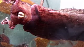 Aplysia biting behavior seen through aquarium glass [upl. by Ebeohp]