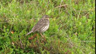 Meadow Pipit [upl. by Amadas922]