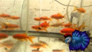 How To Breed Comet Goldfish Sexing Goldfish Goldfish Breeding [upl. by Otilia]