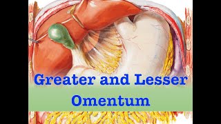 Greater and Lesser Omentum [upl. by Kellene]