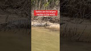 Finding Wild Saltwater Crocodiles🐊shorts crocodile [upl. by Colvin]