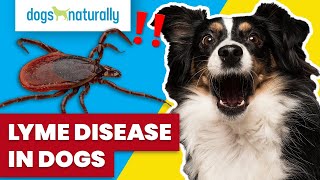 Lyme Disease In Dogs [upl. by Namar196]