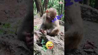 Look How Monkey Sleeping With Snoring 😅😅 monkey animals shorts viral bandar [upl. by Olnee925]