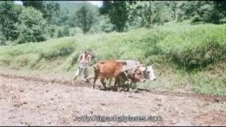 Temple Lake TourTravelTourism Tourist Places in Shimla Dharamshala Himachal Pradesh India [upl. by Pogue41]