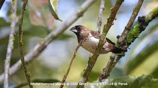 Whiterumped Munia  Chiu S C DSCN9896 [upl. by Anit]