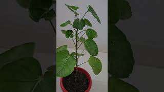 Polyscias Scutellaria  Plum Aralia growing tips [upl. by Humphrey]