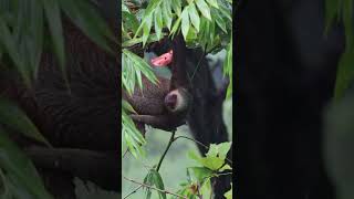 Sloth hanging in a tree in Manuel Antonio Costa Rica  sloth costarica [upl. by Nagah]