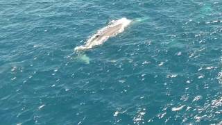 Ballenas en Cabo de Palos [upl. by Idnyl179]