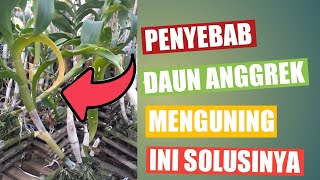 CARA DAN TIPS JITU TANGANI DAUN ANGGREK TIBATIBA MENGUNING  TIPS MERAWAT ANGGREK [upl. by Walling161]