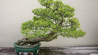 Ulmus Parvifolia Bonsai [upl. by Llerreg]