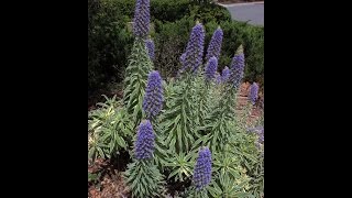 Echium candicans Star of Madeira  Variegated Pride of Madeira [upl. by Aridaj]