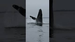 Captivating Moment Humpback Whale Jumping Out of Water [upl. by Ahsinnek699]