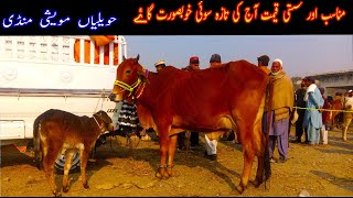 Havelian Mandi Latest Update 3 January 2024  Naseeb K Sody [upl. by Ave]