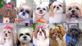 10 best grooming for shih tzu✂️❤️🐶 [upl. by Aynat603]