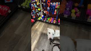 LENNY visits Pet Valu [upl. by Katherin]