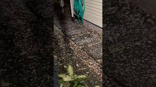 Hailstorm in Vancouver vancouver canada rain winter [upl. by Hcone]