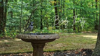 Relax with Birds in a Wooded Backyard Blue Jays Woodpeckers amp More with Soothing Music 4K Video [upl. by Yasdnyl752]