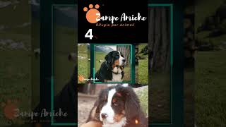 4 Il Bovaro del Bernese Come Renderlo Felice cane animali [upl. by Grizel]