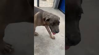 cane corso formentino colour female puppy for sale price 55k [upl. by Alolomo528]