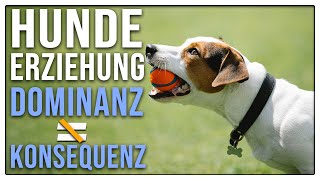 Hund richtig erziehen  Dominanz und Konsequenz  TGH 2 [upl. by Boone]