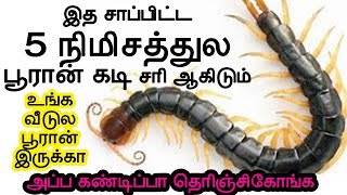 இத சாப்பிட்ட 5 நிமிசத்துல பூரான் கடி சரி ஆகிடும்  pooran kadi marunthu in tamil [upl. by Christabelle]