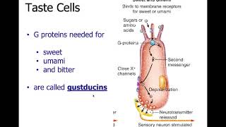 Physiology Ch 10 Sensory Part 1 Taste gustation and Smell olfaction [upl. by Yeung440]