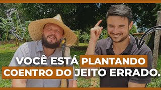 Como plantar coentro Só plante Coentro depois de assistir esse vídeo [upl. by Zebadiah]