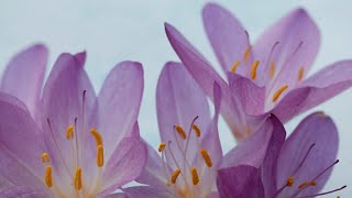 Top 5 Reasons to Grow Colchicum Add a Burst of Color to Your Autumn Garden [upl. by Zimmermann]