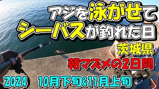 茨城県 アジを泳がせたらシーバスが釣れた日 10月下旬と11月上旬 2024 人気の港でサビキ釣り [upl. by Gayler704]