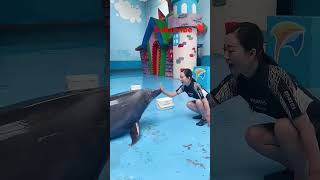 Dolphin lover 💝 💞🤗ll 💙 WhatsApp status video 📸 youtubeshorts shorts short shortvideo [upl. by Enilram]